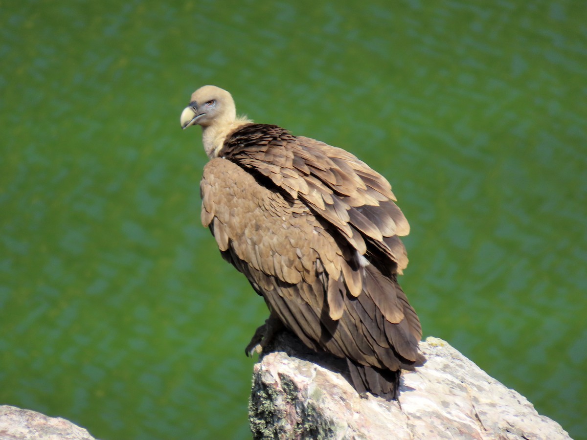 Eurasian Griffon - ML637892381