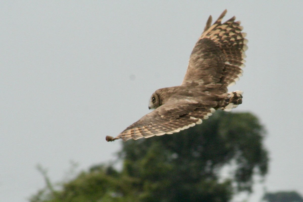 Marsh Owl - ML637892382