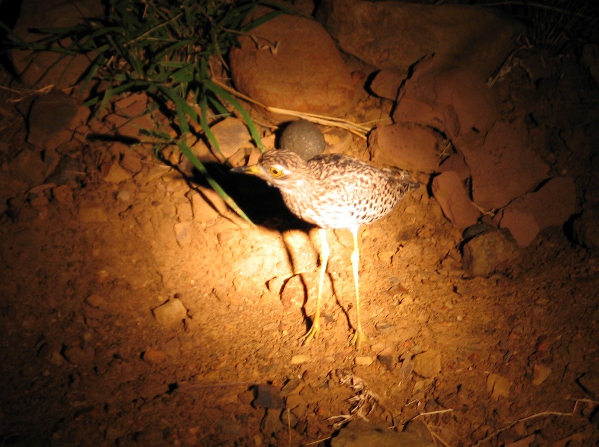 Spotted Thick-knee - ML637892390