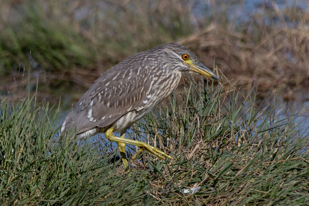 Ногоовор зашин - ML637892397