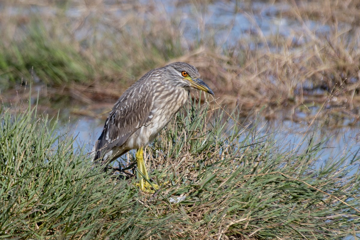 Ногоовор зашин - ML637892398