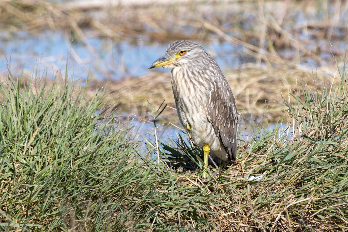 Ногоовор зашин - ML637892400