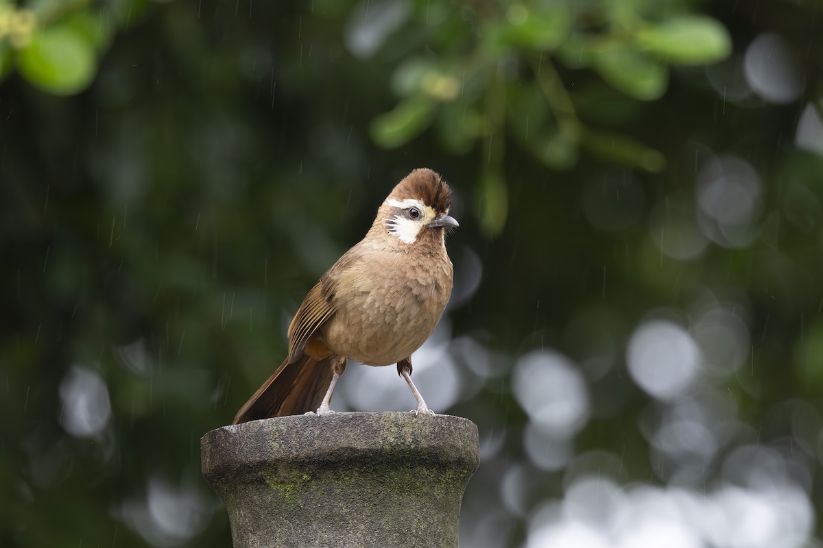 White-browed Laughingthrush - ML637892403