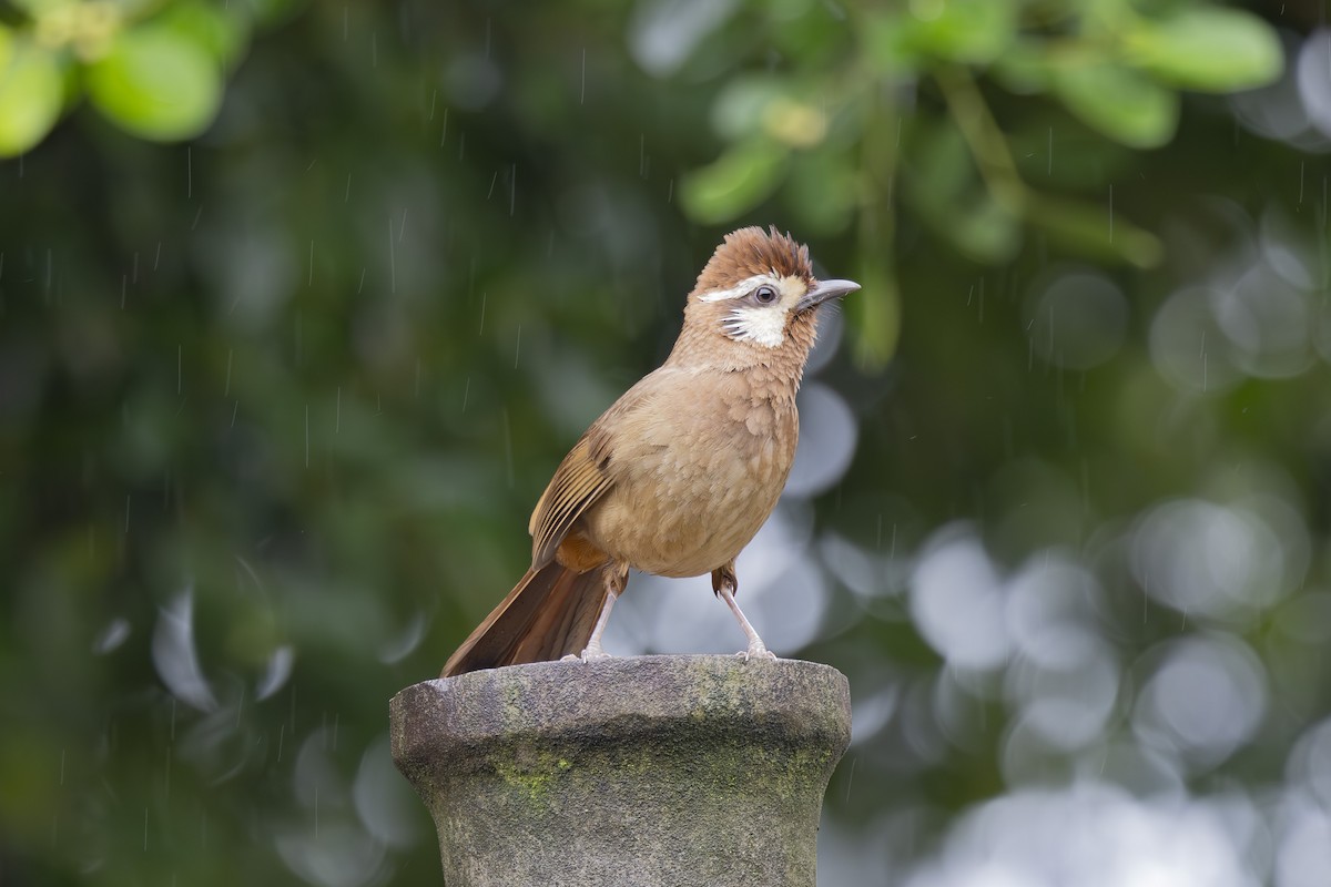 White-browed Laughingthrush - ML637892406
