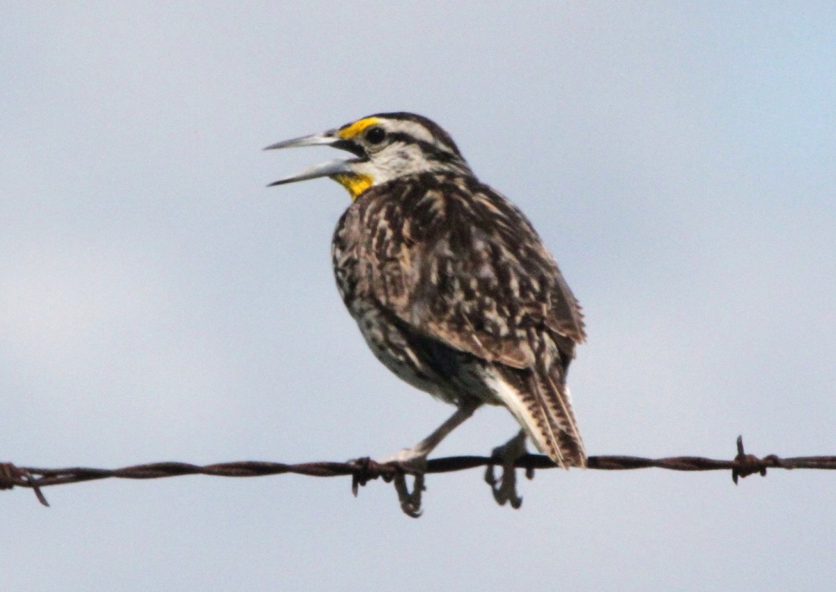 Eastern Meadowlark - ML63789241