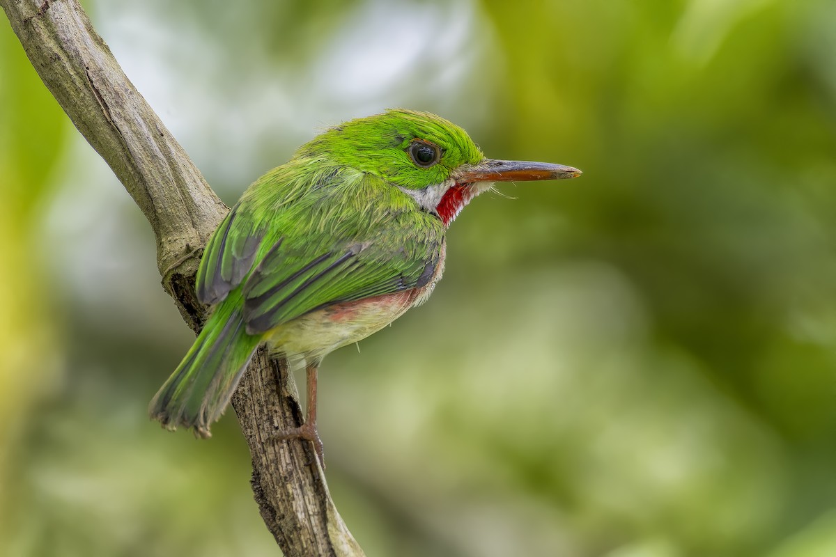 Broad-billed Tody - ML637892413