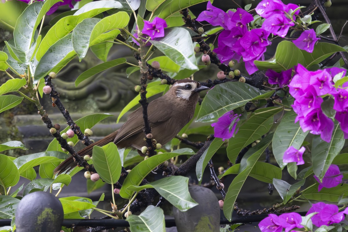 White-browed Laughingthrush - ML637892425