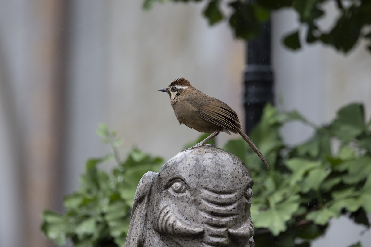 White-browed Laughingthrush - ML637892437