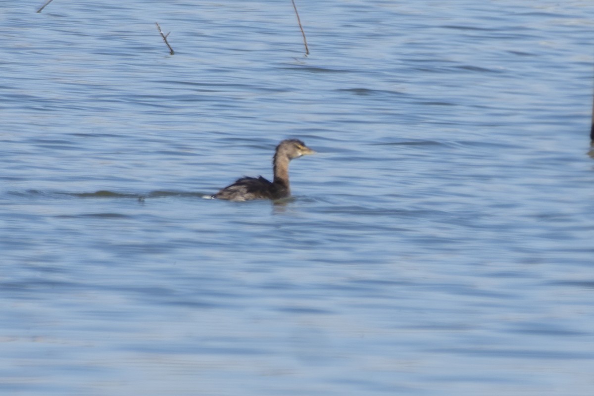 Pied-billed Grebe - ML637892465