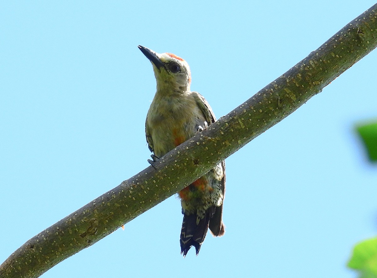 Red-crowned Woodpecker - ML637892508