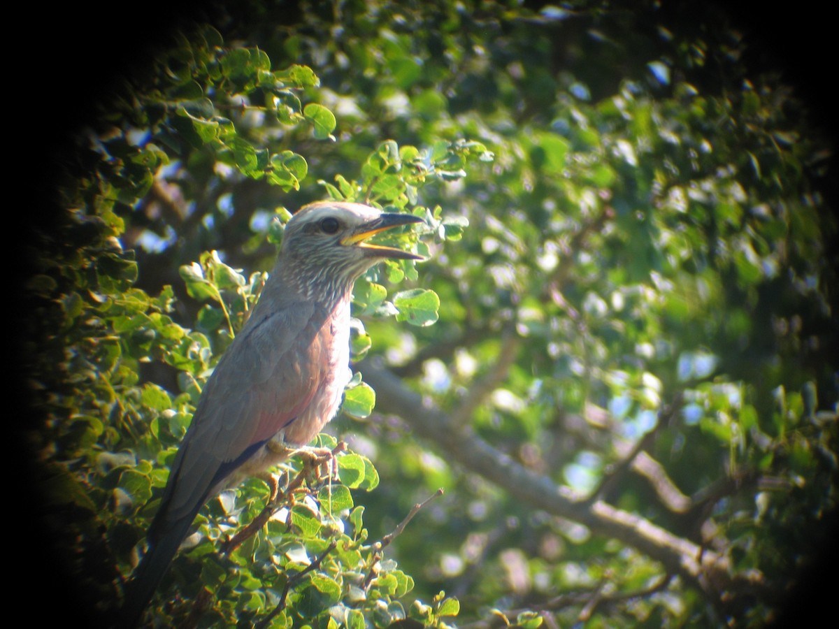 Purple Roller - ML637892584