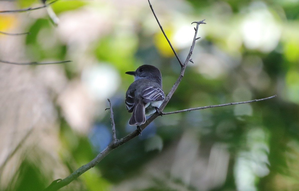 La Sagra's Flycatcher - ML637892592