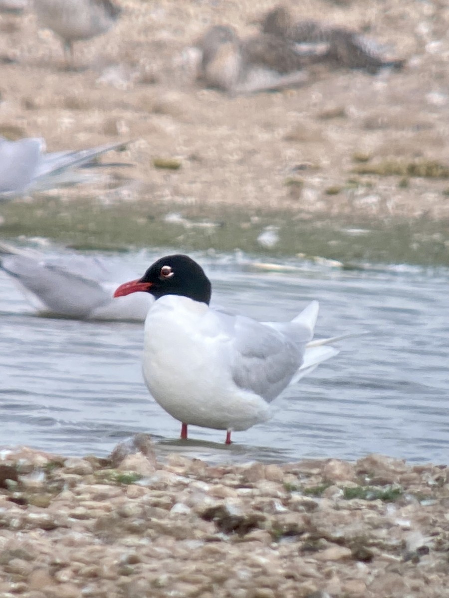 Mediterranean Gull - ML637892612
