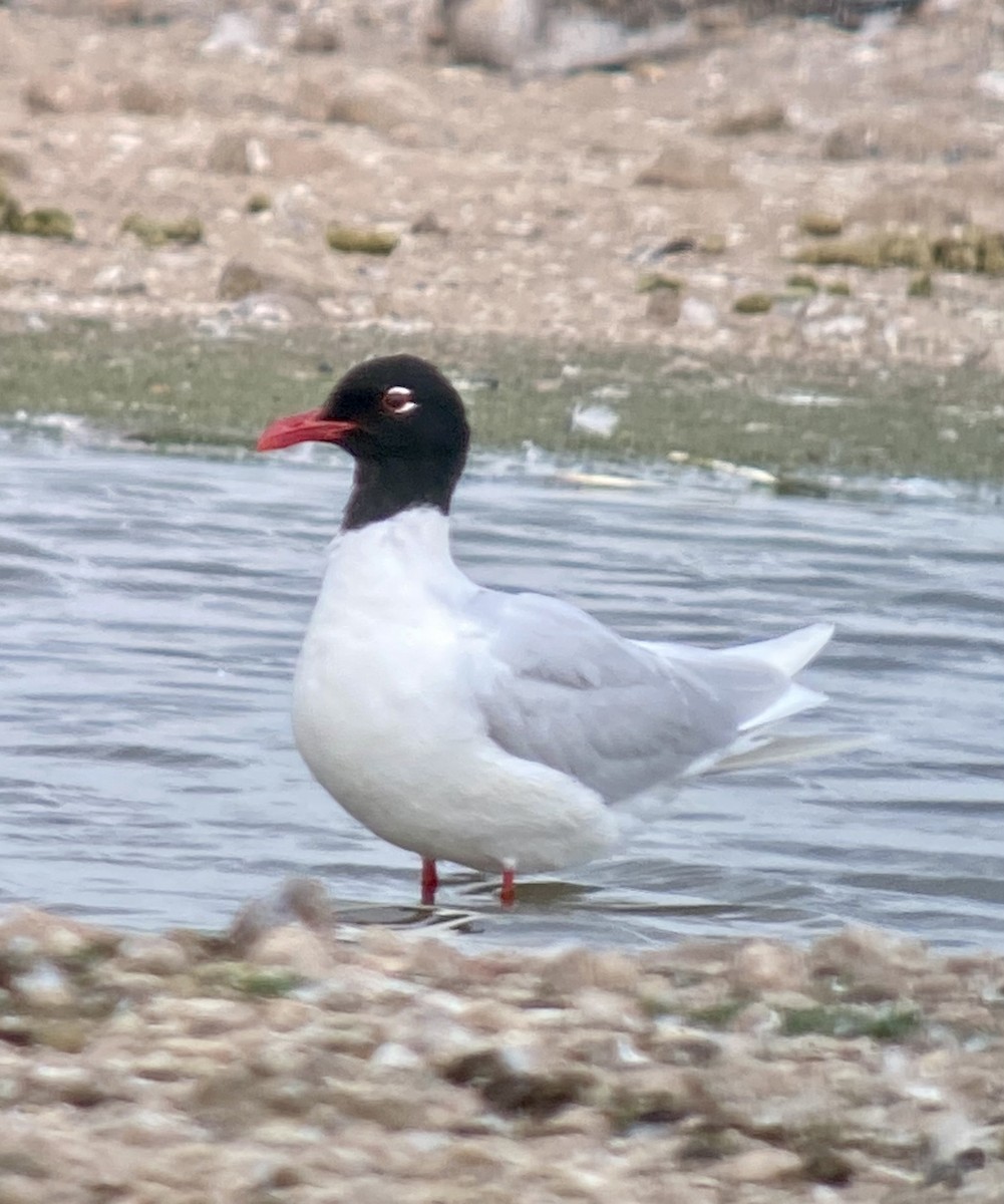 Mediterranean Gull - ML637892613