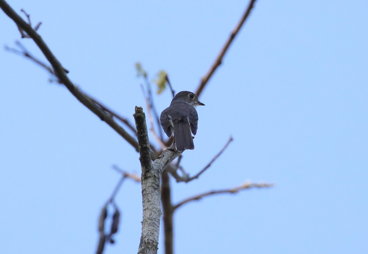 Cuban Pewee - ML637892638