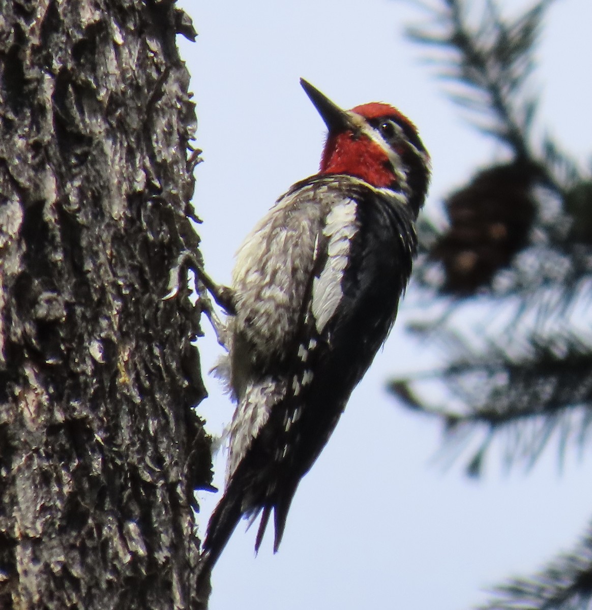 Red-naped Sapsucker - ML637892639