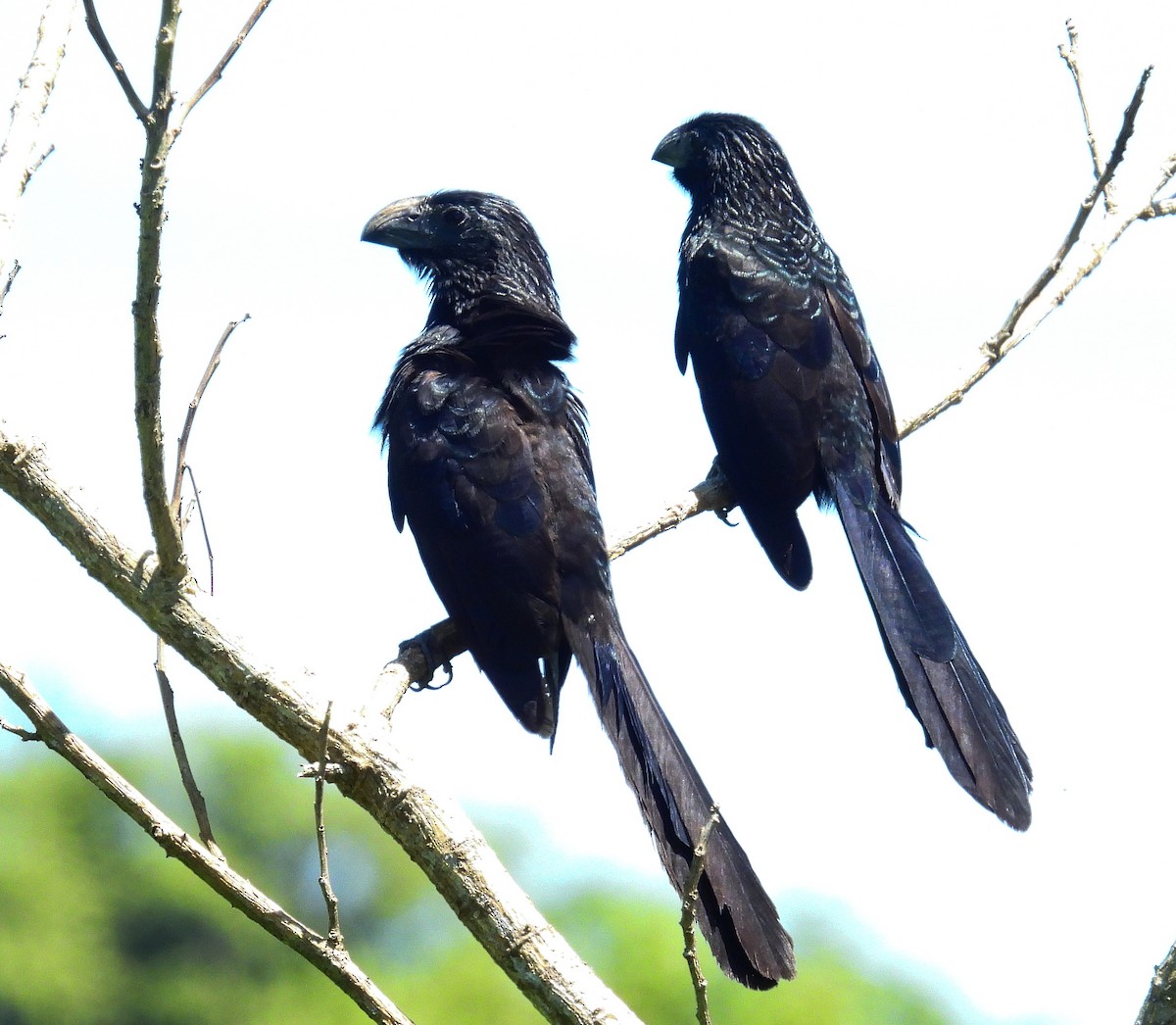 Groove-billed Ani - ML637892695