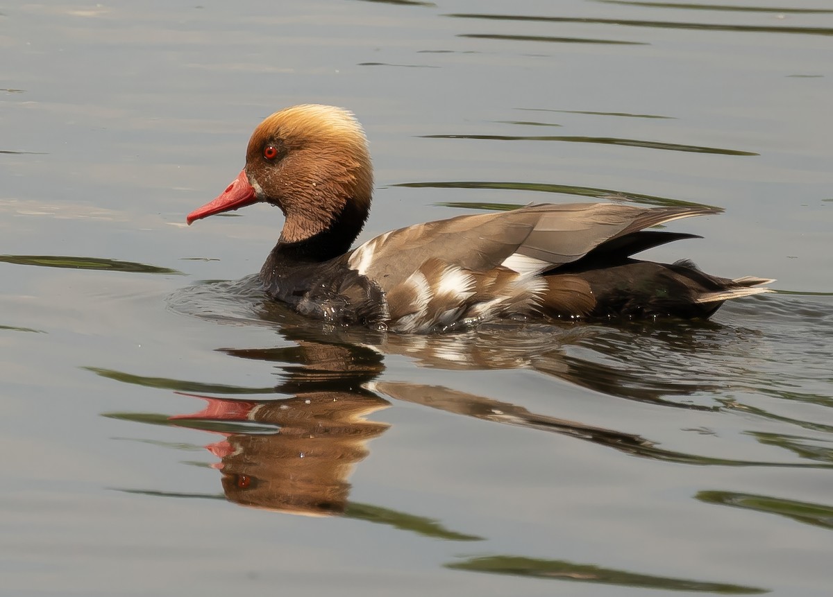 Red-crested Pochard - ML637892706