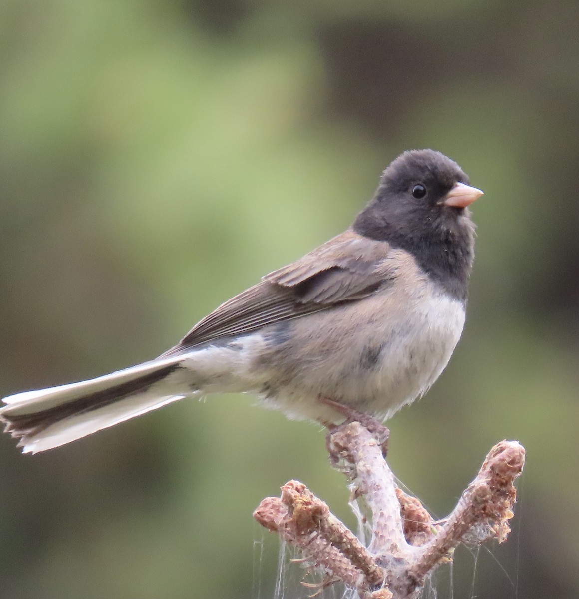 Dark-eyed Junco (Oregon) - ML637892748
