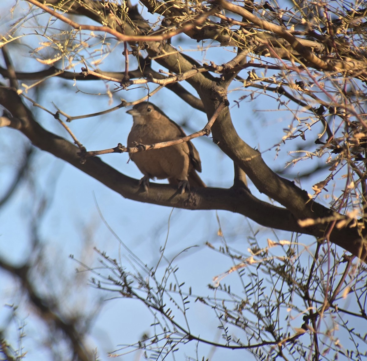 White-throated Cacholote - ML637892759