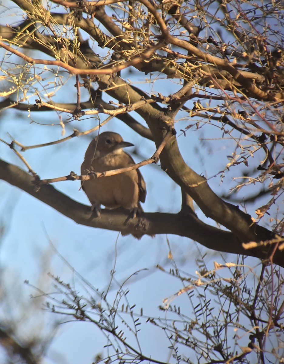 White-throated Cacholote - ML637892760
