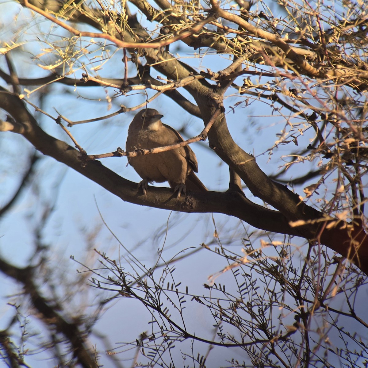 White-throated Cacholote - ML637892761