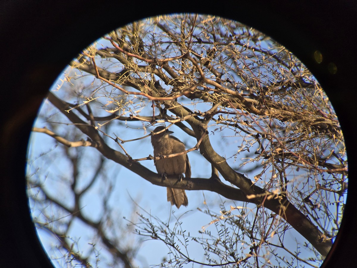White-throated Cacholote - ML637892763
