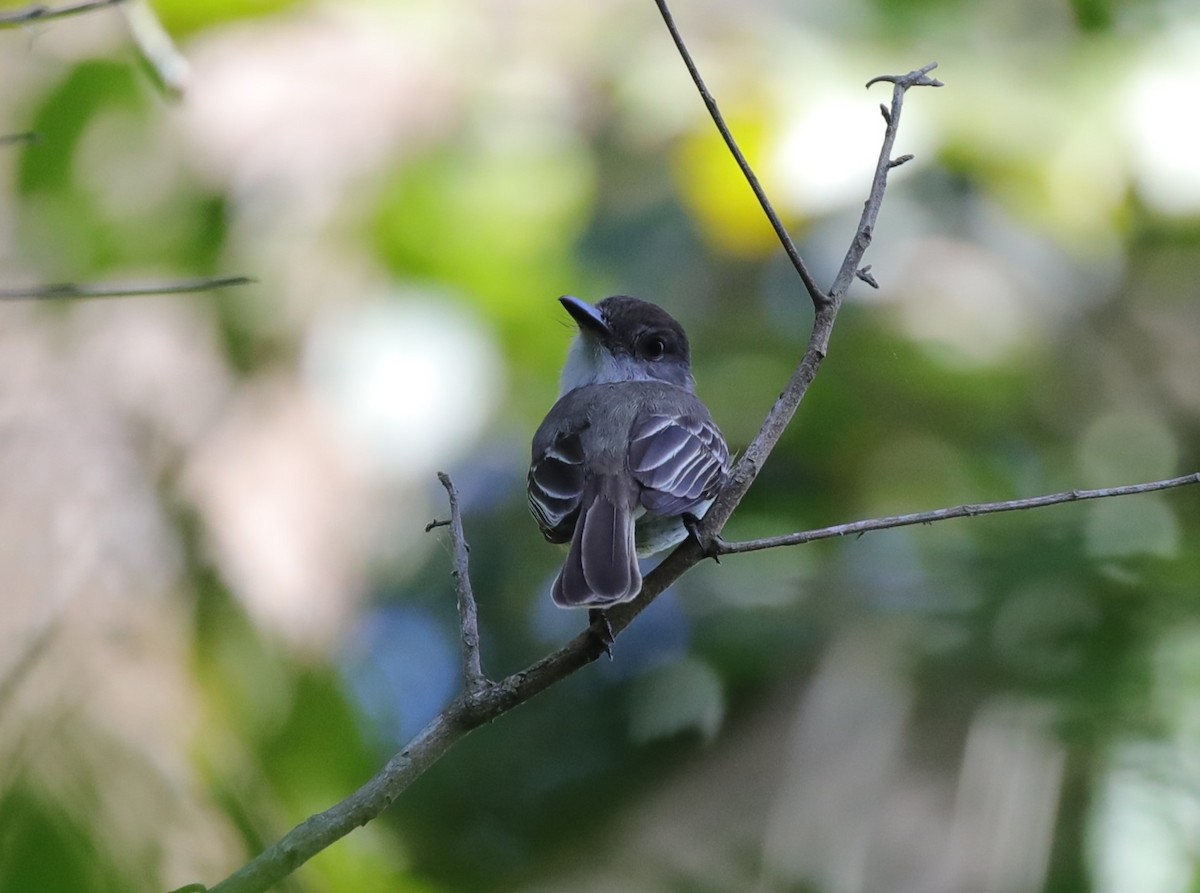 La Sagra's Flycatcher - ML637892784