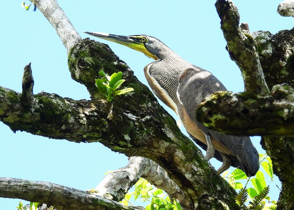 Bare-throated Tiger-Heron - ML637892795