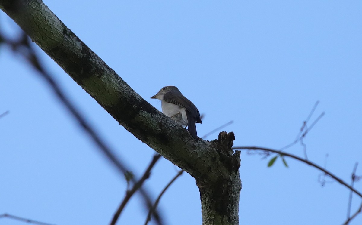 Cuban Pewee - ML637892800