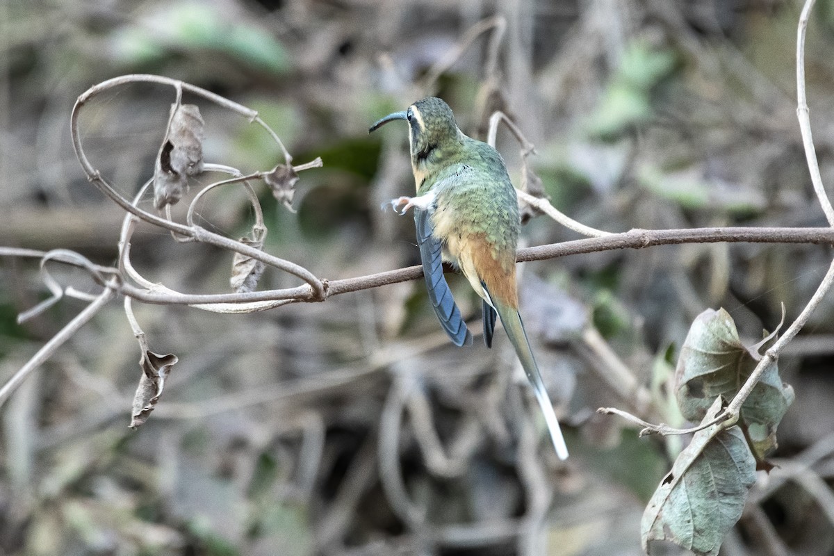 Planalto Hermit - ML637892847