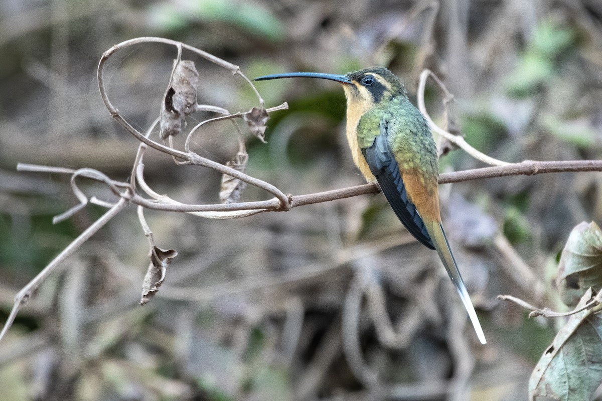 Planalto Hermit - ML637892848