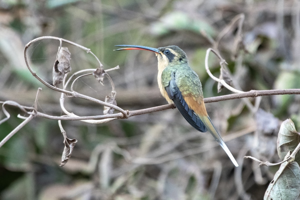 Planalto Hermit - ML637892852