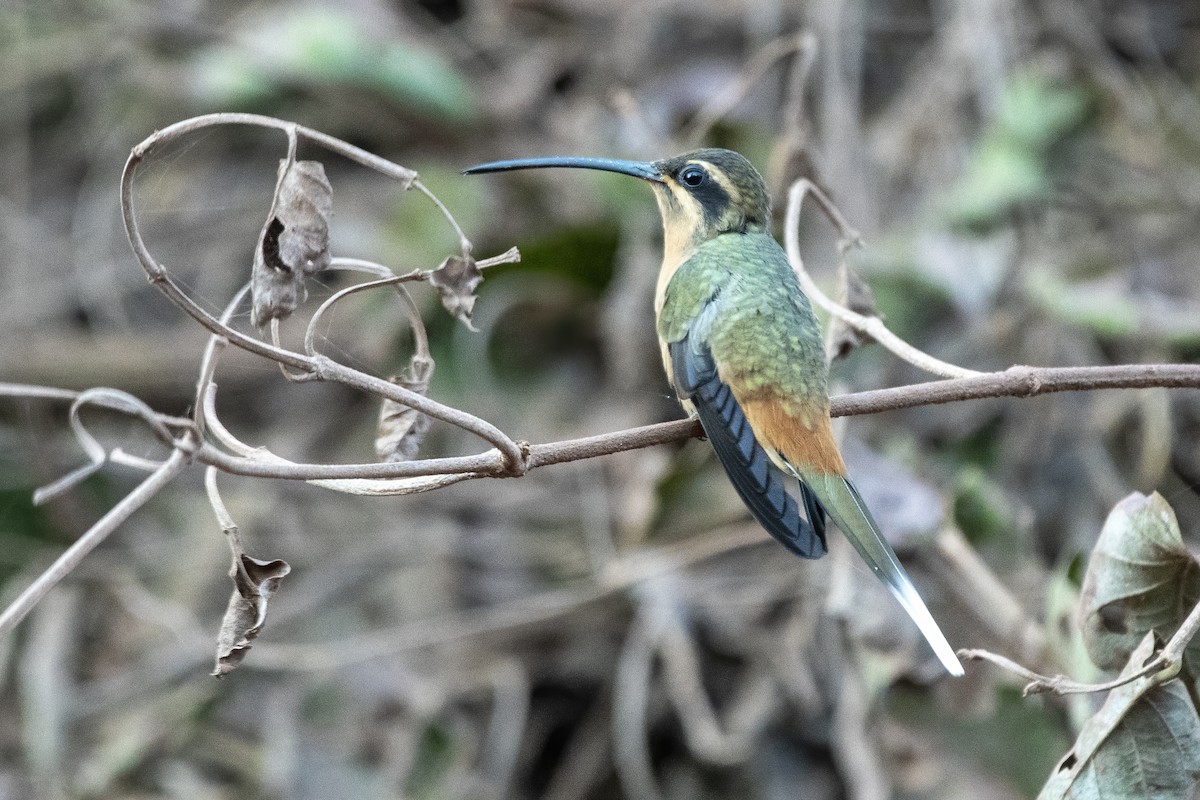 Planalto Hermit - ML637892854