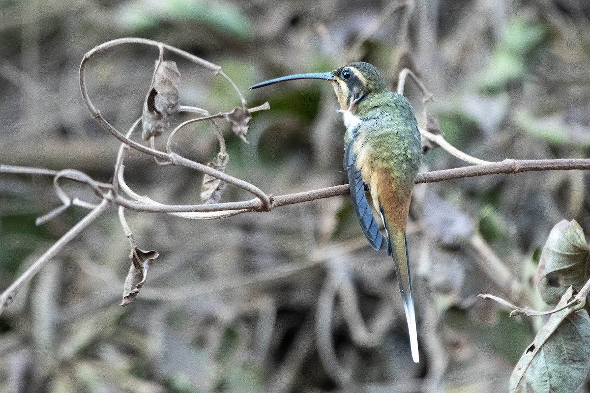 Planalto Hermit - ML637892855