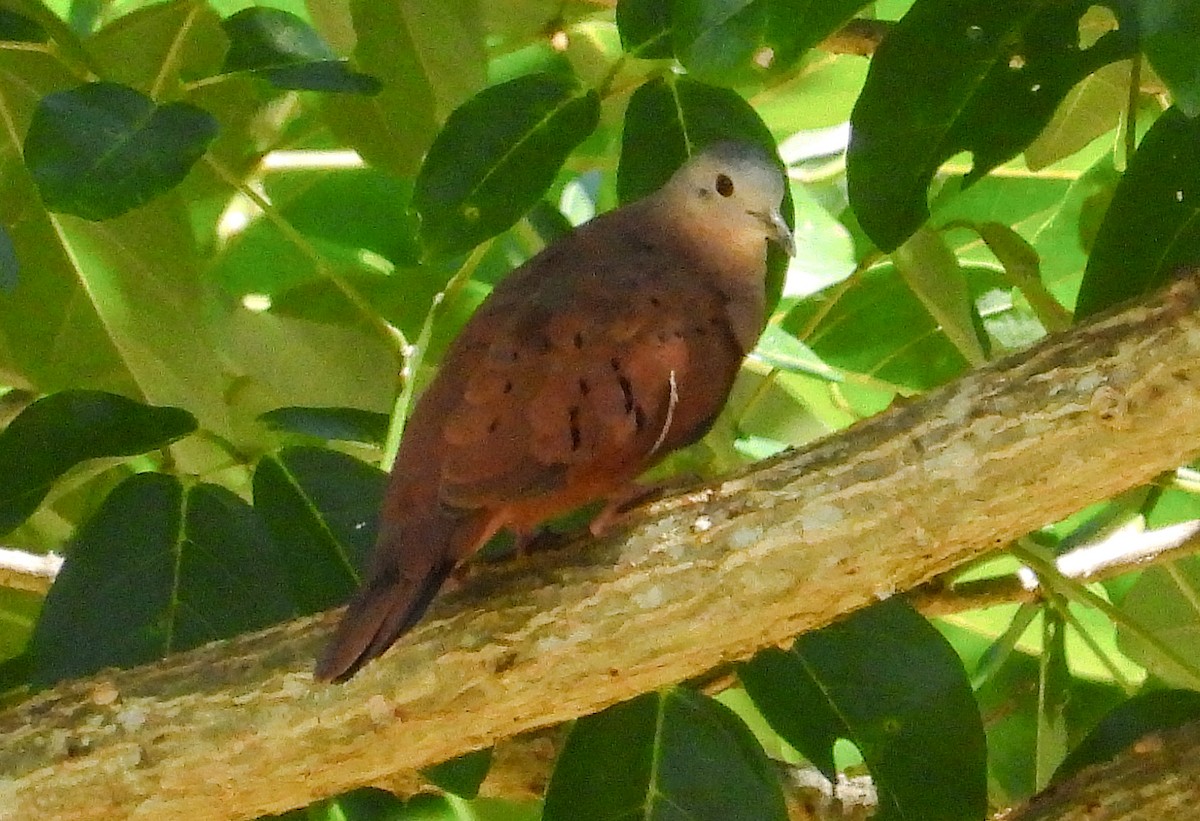 Ruddy Ground Dove - ML637892860