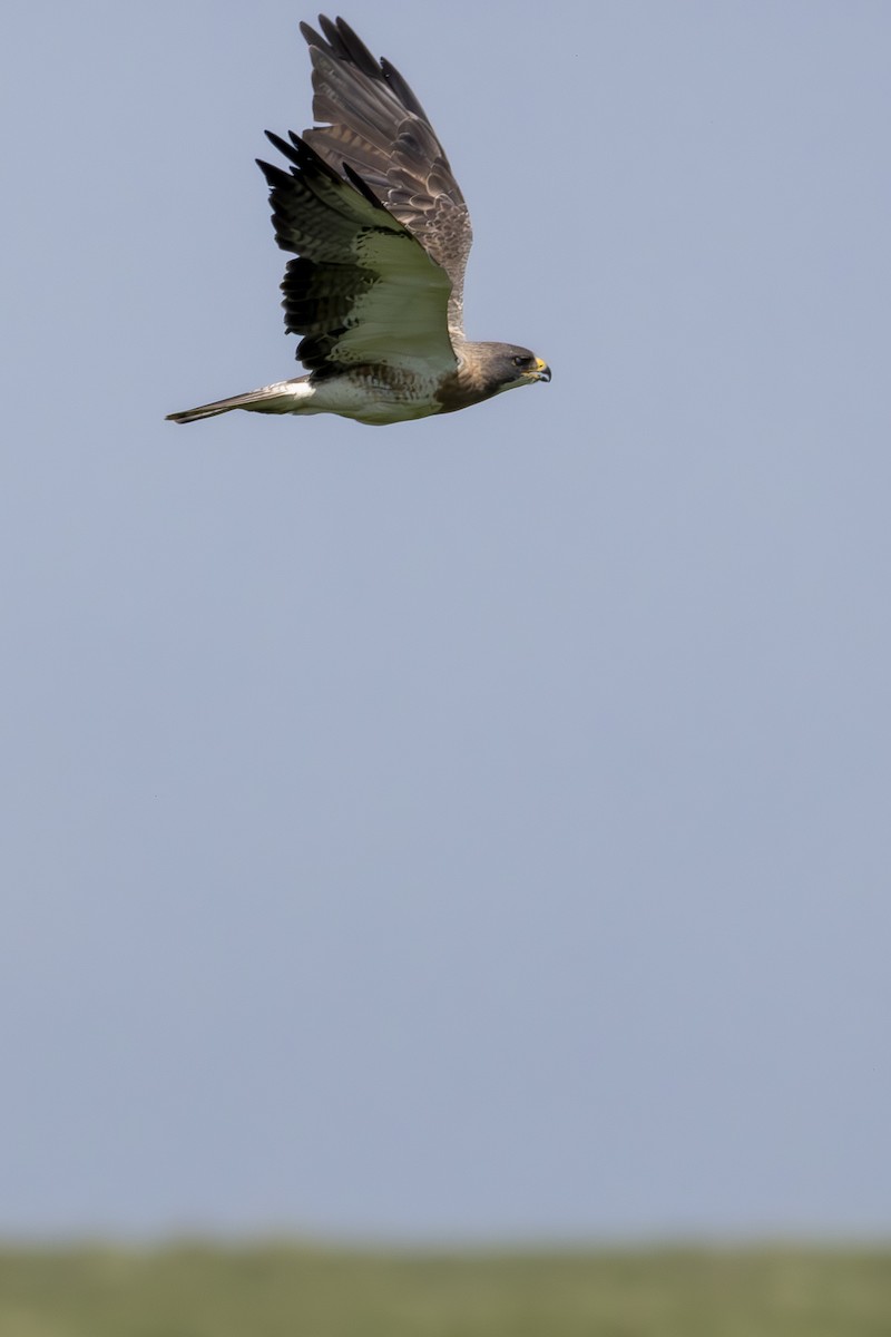 Swainson's Hawk - ML637892865