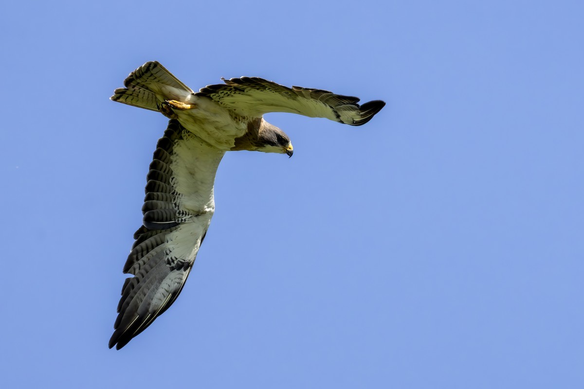 Swainson's Hawk - ML637892866