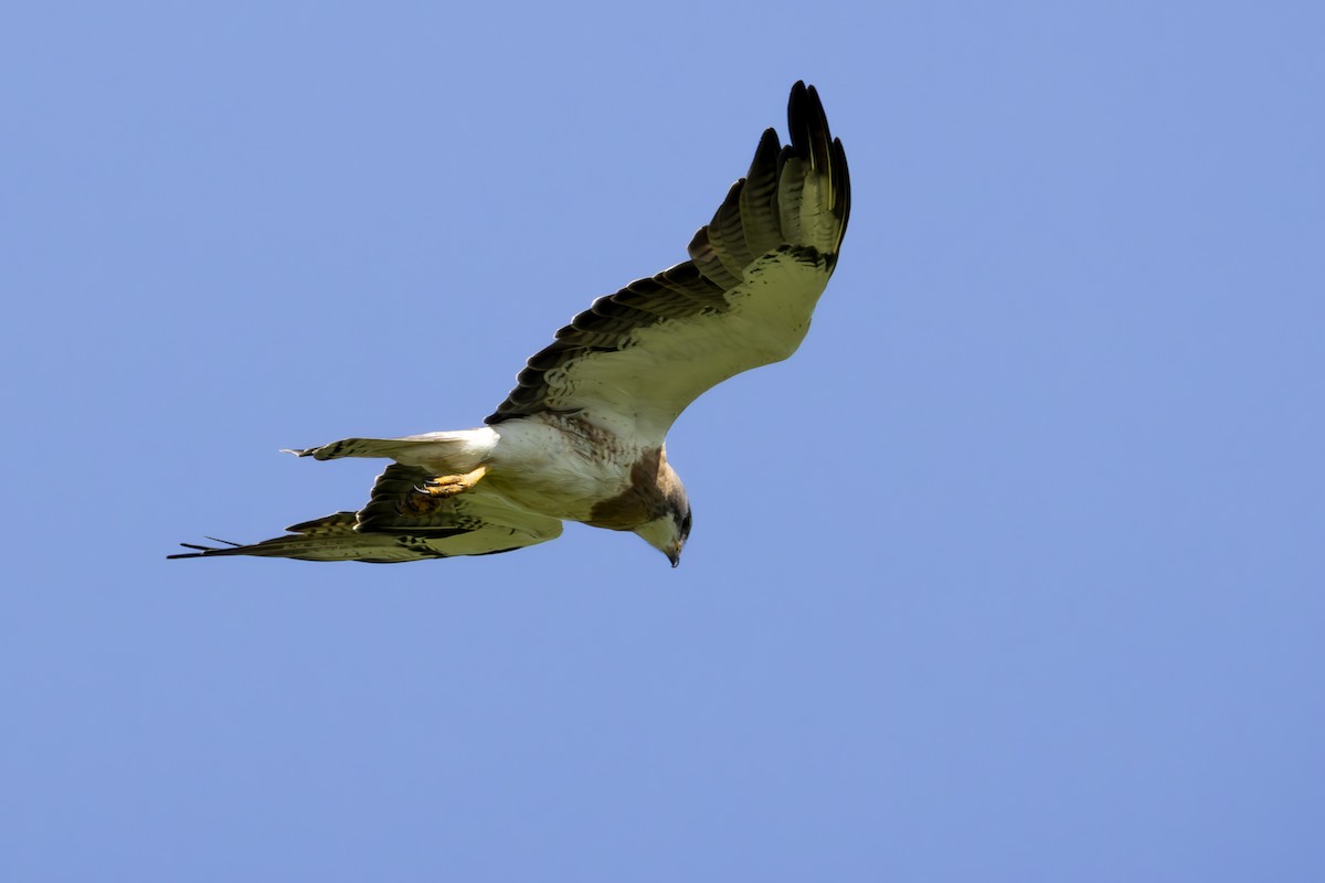 Swainson's Hawk - ML637892867