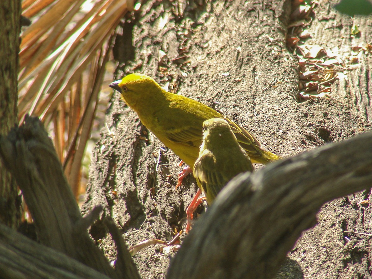 Holub's Golden-Weaver - ML637892912
