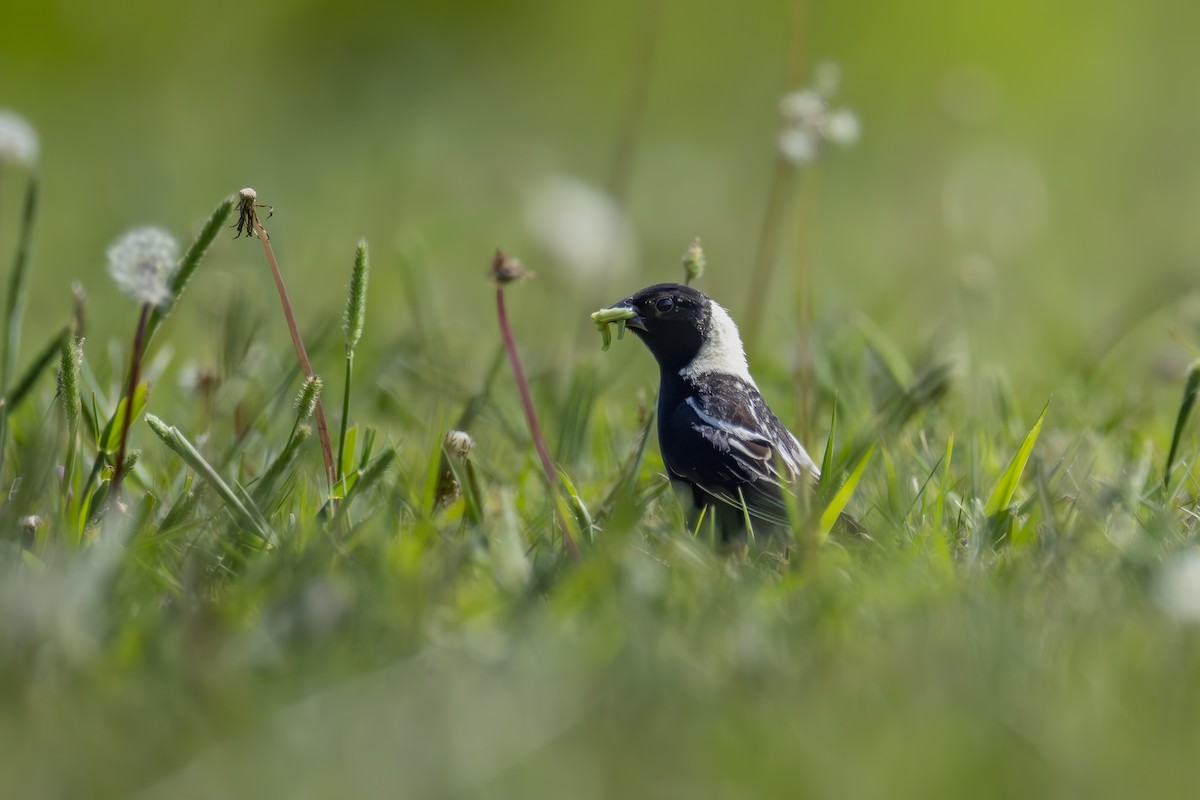 Bobolink - ML637892919