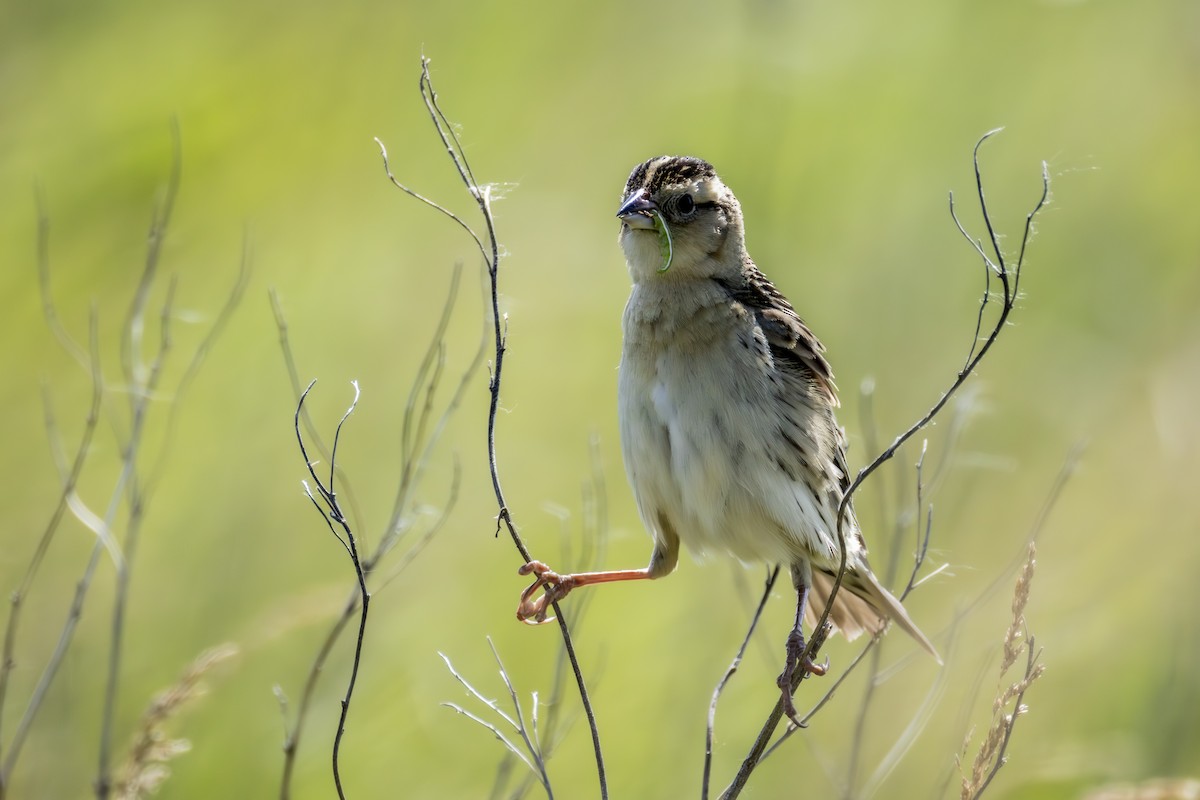 Bobolink - ML637892920