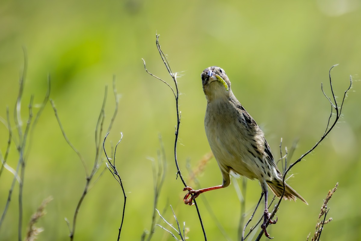 Bobolink - ML637892921