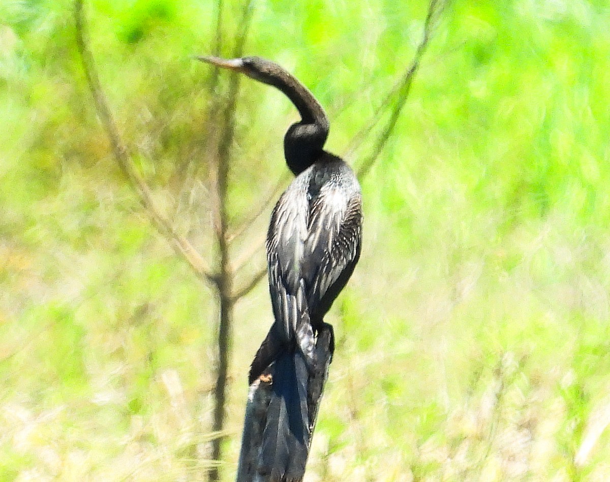 Anhinga - ML637892924