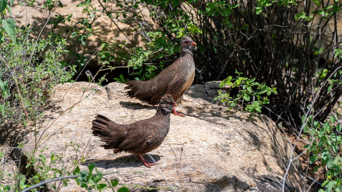 Stone Partridge - ML637892930