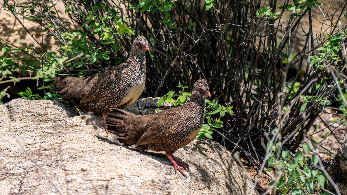 Stone Partridge - ML637892931