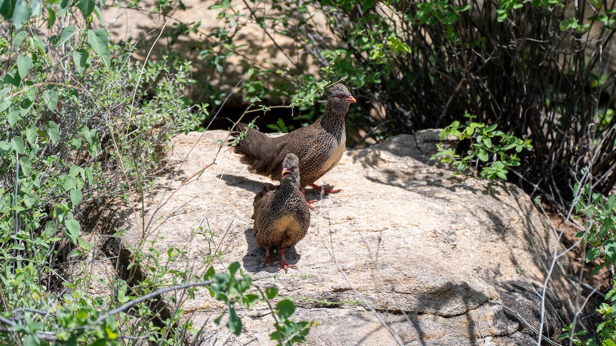 Stone Partridge - ML637892932