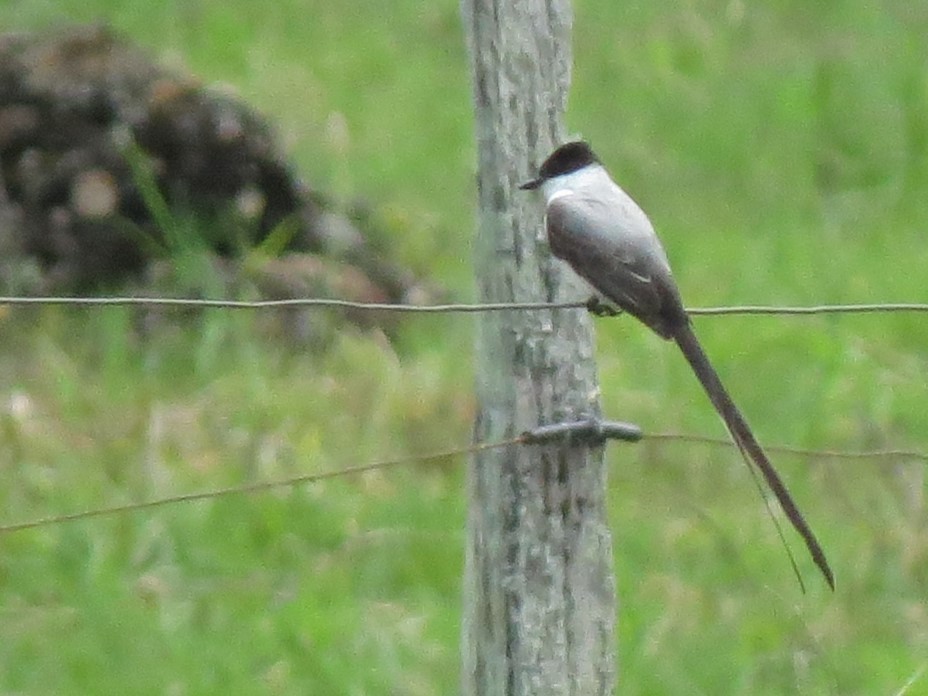 Fork-tailed Flycatcher - ML637892952