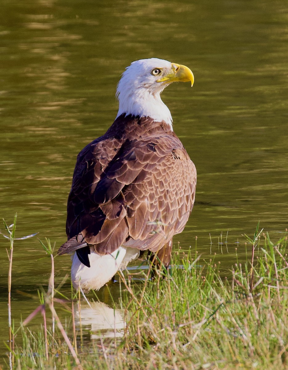 Bald Eagle - ML637892956