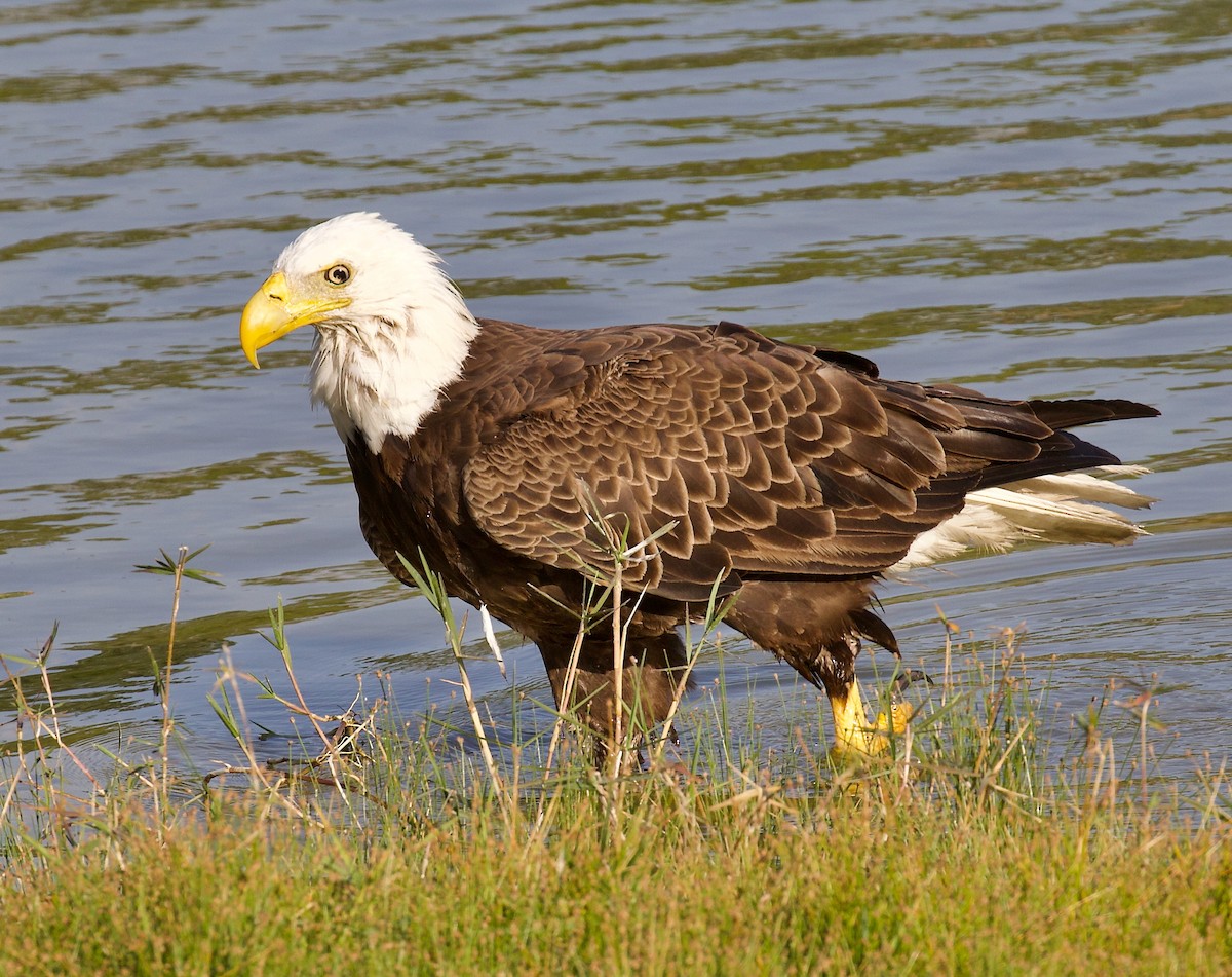 Bald Eagle - ML637892966